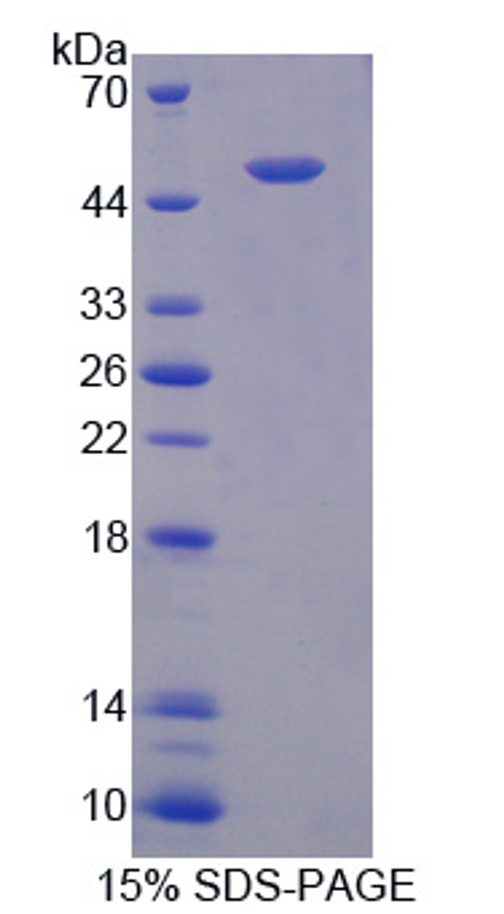 Rat Recombinant Surfactant Associated Protein C (SPC)