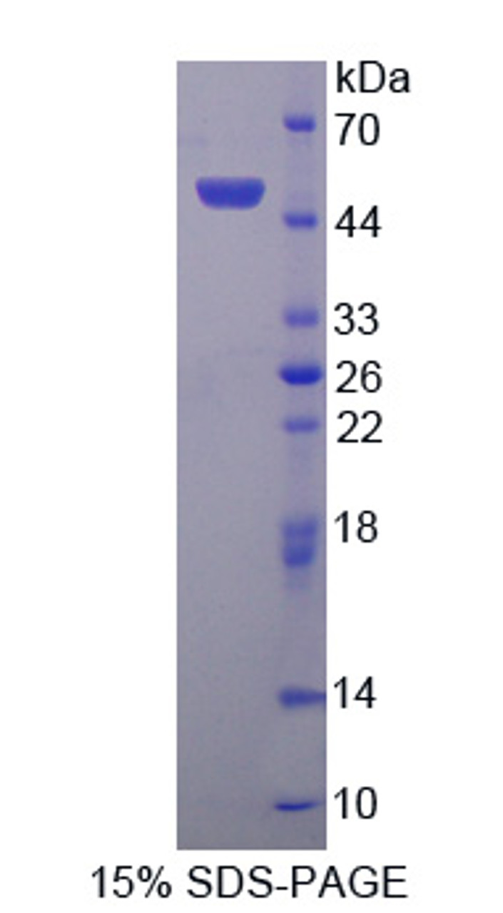 Human Recombinant Peptidylprolyl Isomerase C (PPIC)