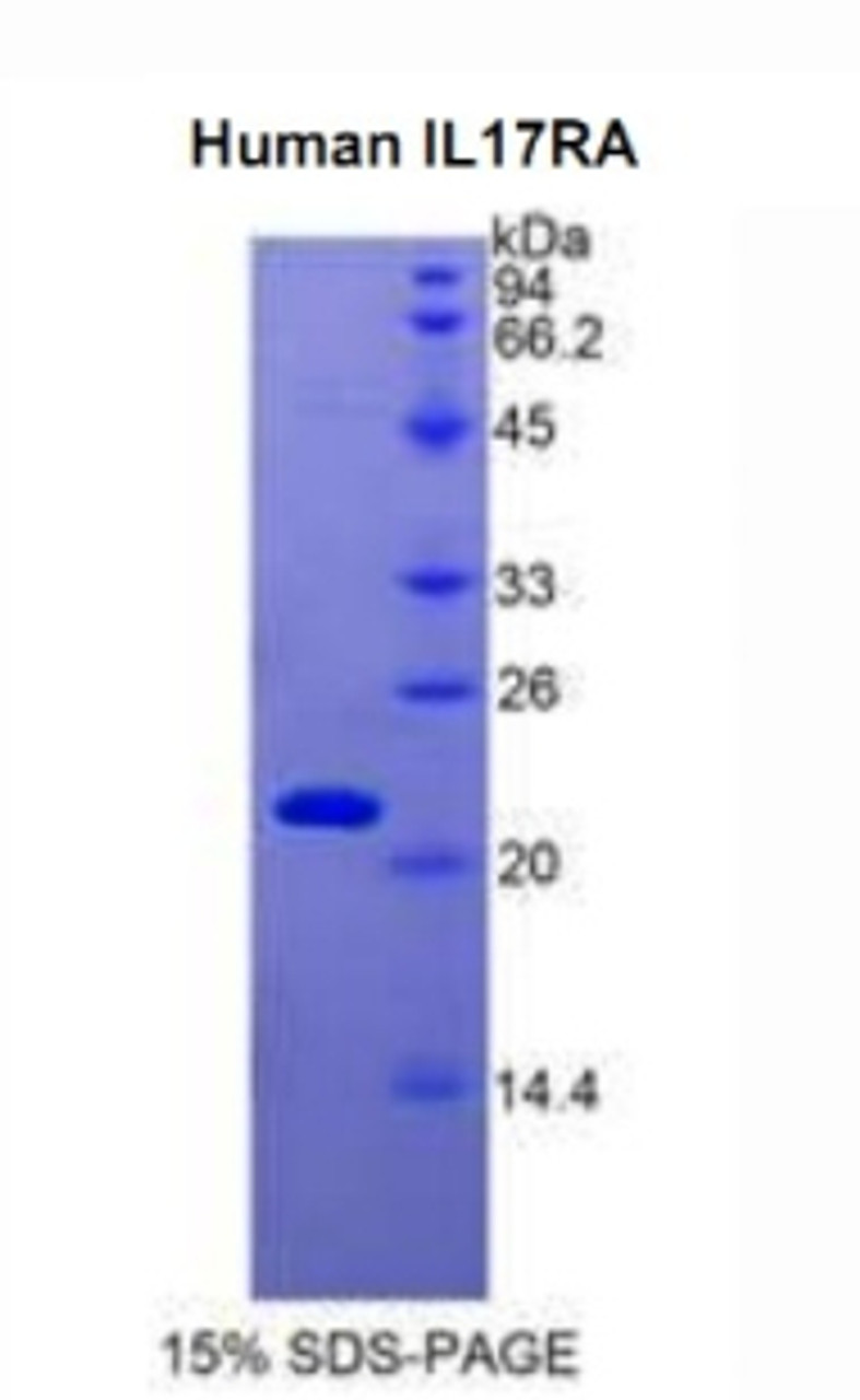 Human Recombinant Interleukin 17 Receptor A (IL17RA)