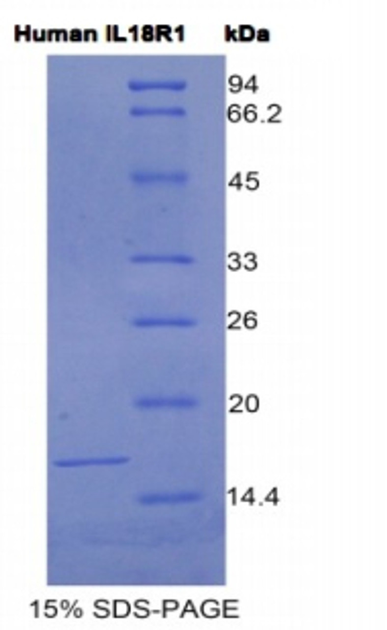 Human Recombinant Interleukin 18 Receptor 1 (IL18R1)