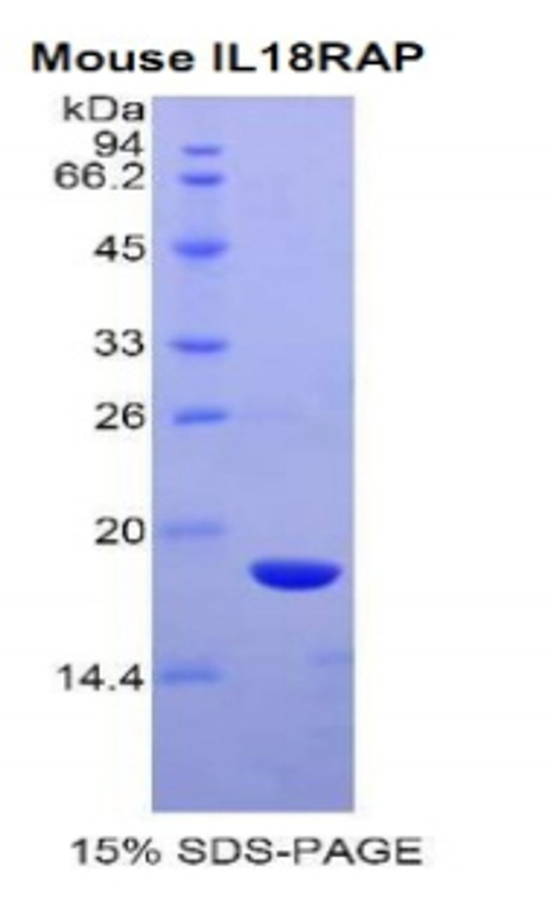 Mouse Recombinant Interleukin 18 Receptor Accessory Protein (IL18RAP)