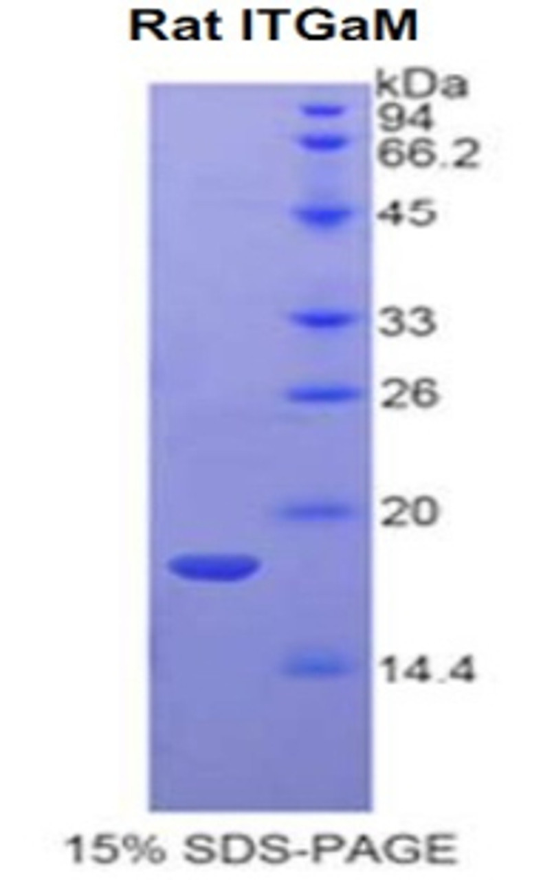 Rat Recombinant Integrin Alpha M (ITGaM)