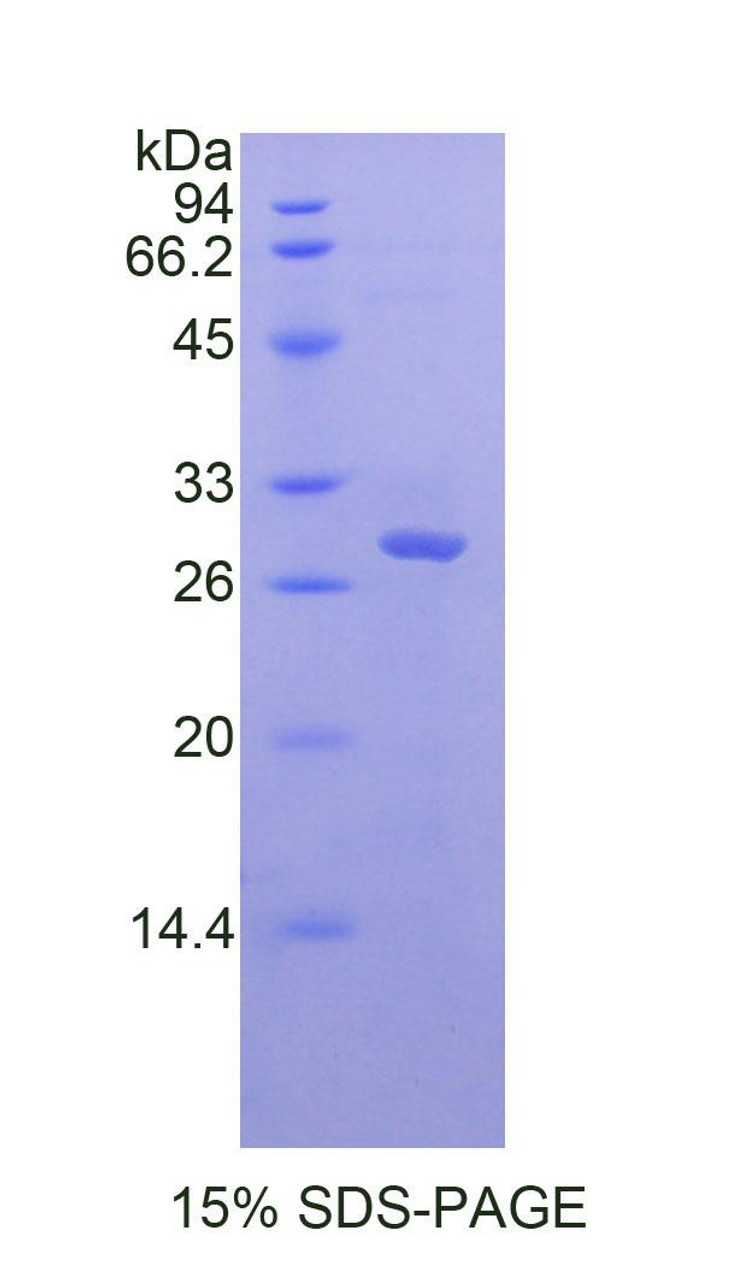 Mouse Recombinant Myeloid Differentiation Factor 88 (MyD88)