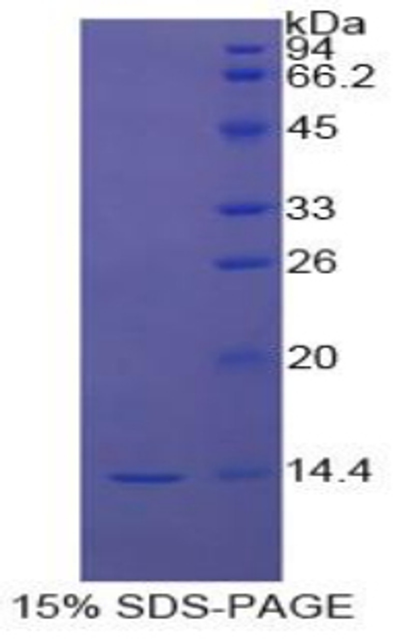 Cattle Recombinant Signal Transducer And Activator Of Transcription 3 (STAT3)