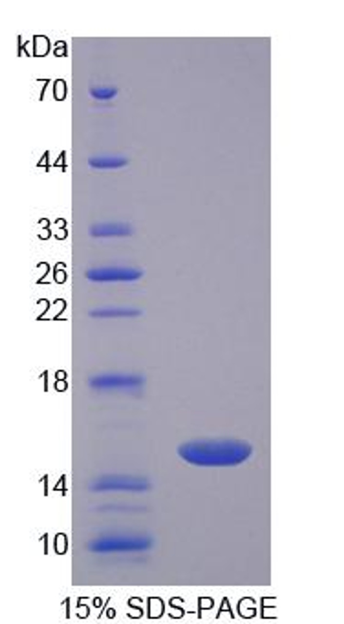 Rat Recombinant Cluster Of Differentiation 7 (CD7)