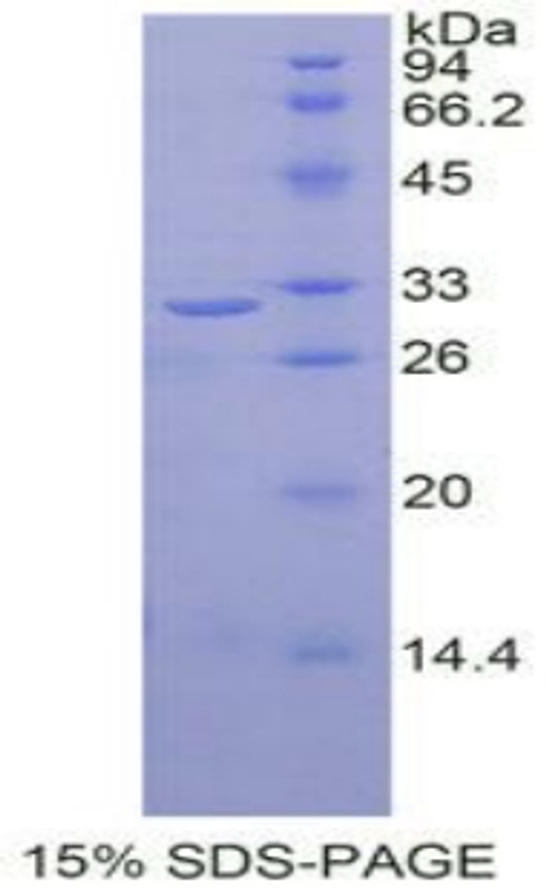 Human Recombinant V-Rel Reticuloendotheliosis Viral Oncogene Homolog B (RELB)