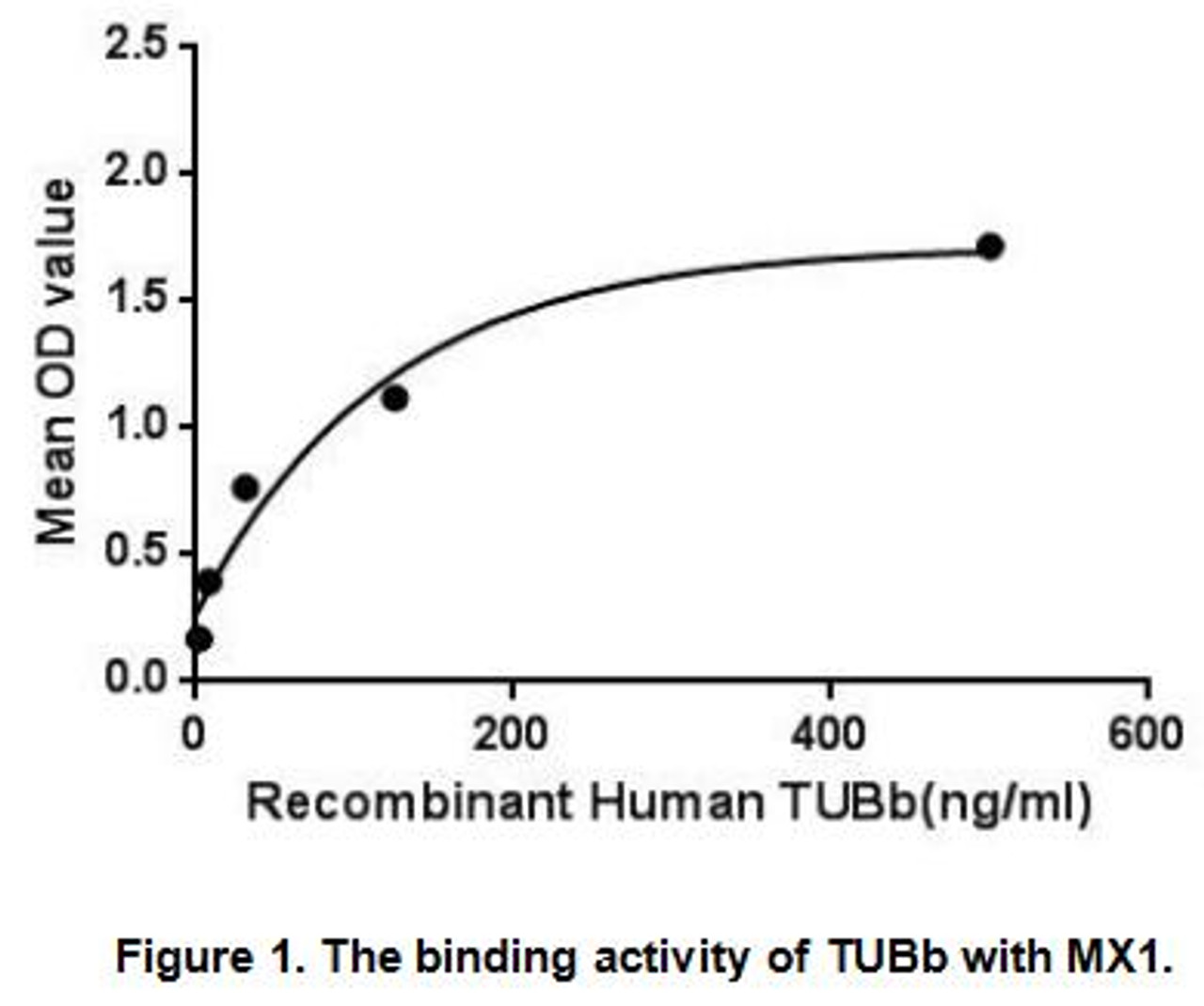 Human Active Tubulin Beta (TUBb)