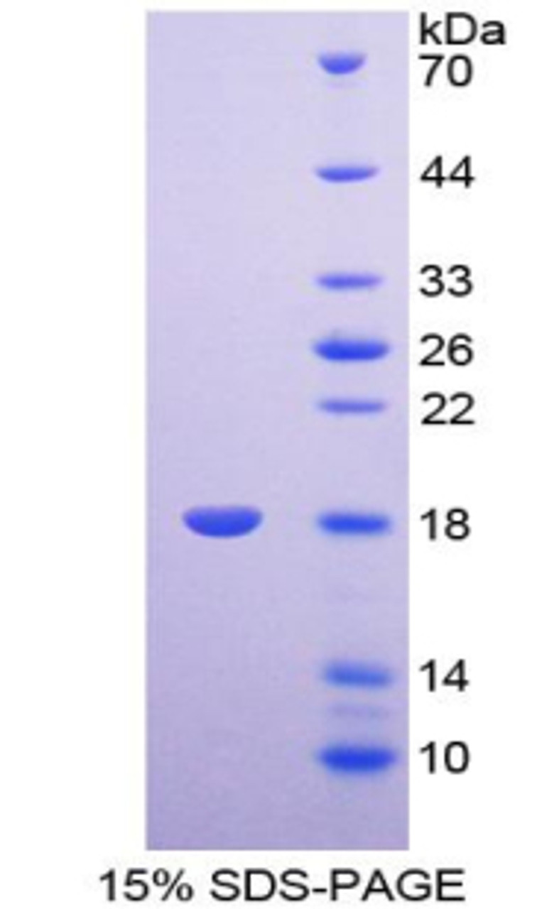 Chicken Recombinant Syndecan 4 (SDC4)