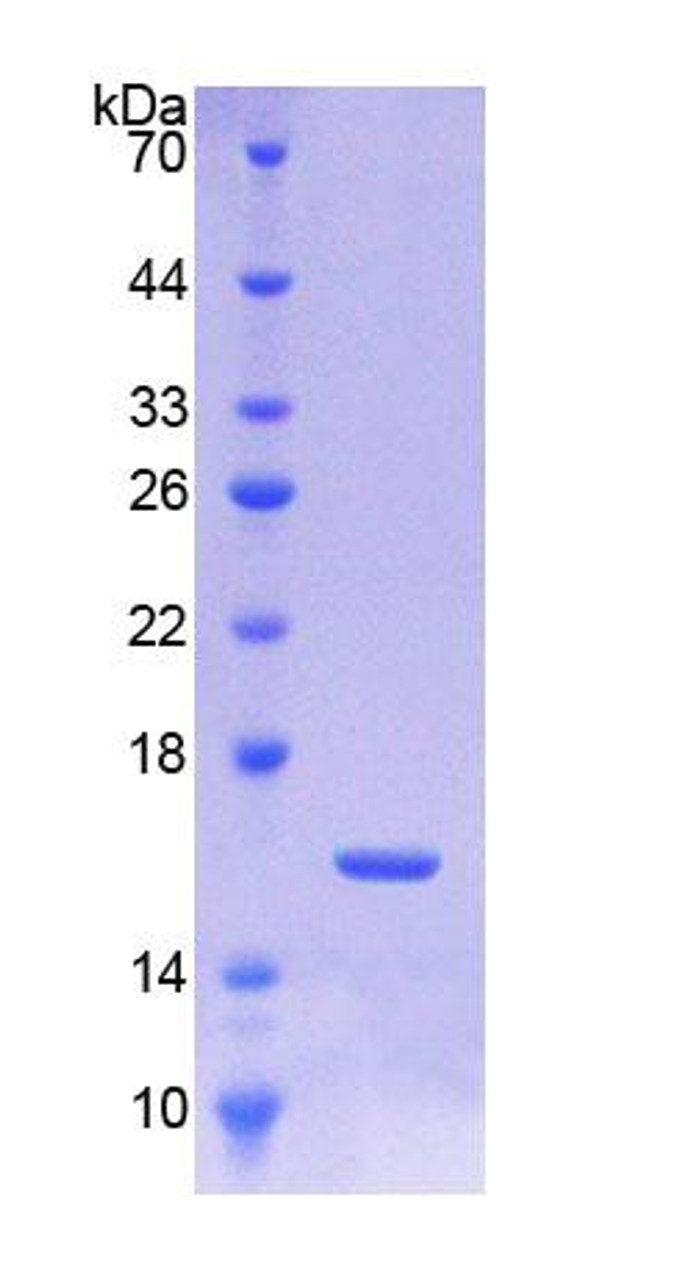 Pig Recombinant Transforming Growth Factor Beta 3 (TGFb3)