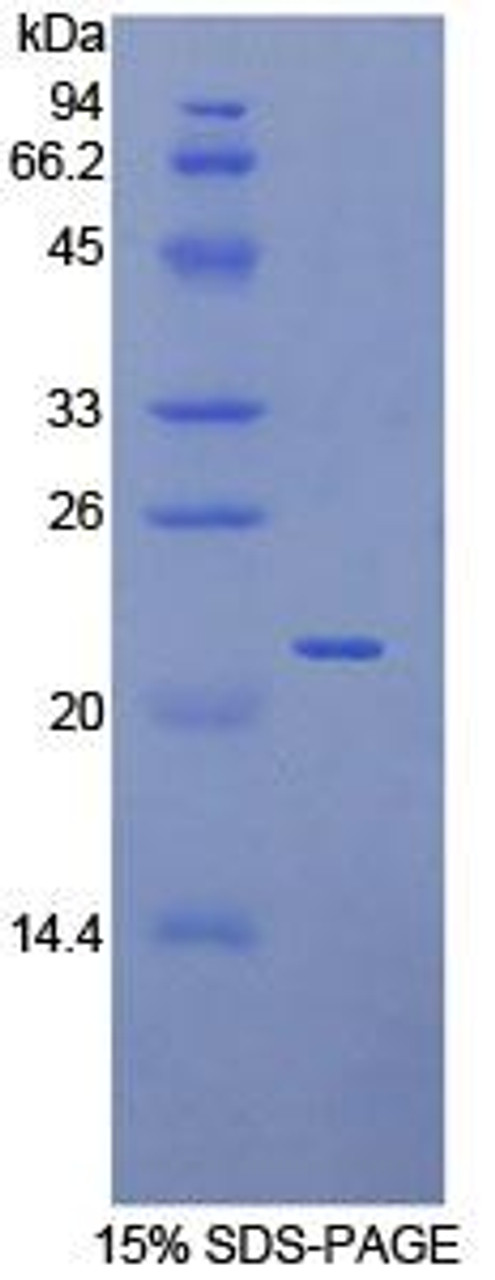 Human Recombinant Toll Like Receptor 7 (TLR7)