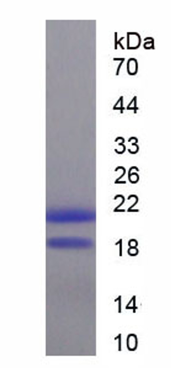 Mouse Recombinant Tar DNA Binding Protein 43kDa (TDP43)