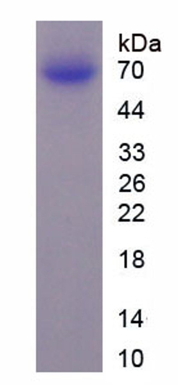 Mouse Recombinant Syndecan 1 (SDC1)