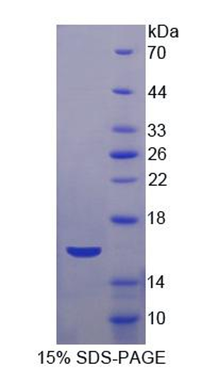 Mouse Recombinant Apolipoprotein A4 (APOA4)