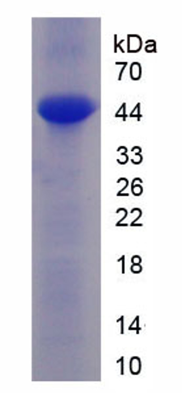 Rat Recombinant Microtubule Associated Protein Tau (MAPt)