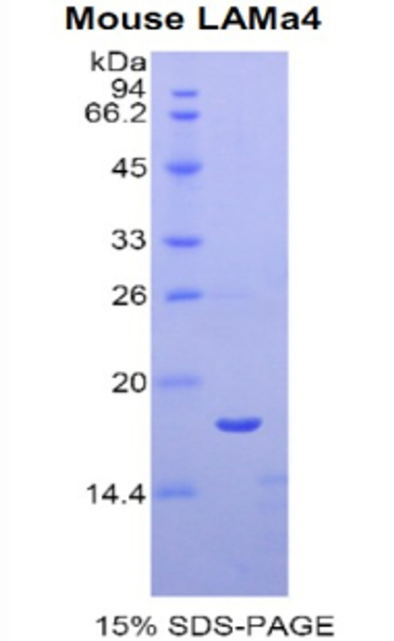 Mouse Recombinant Laminin Alpha 4 (LAMa4)