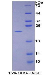 Cattle Recombinant Bone Morphogenetic Protein 3 (BMP3)