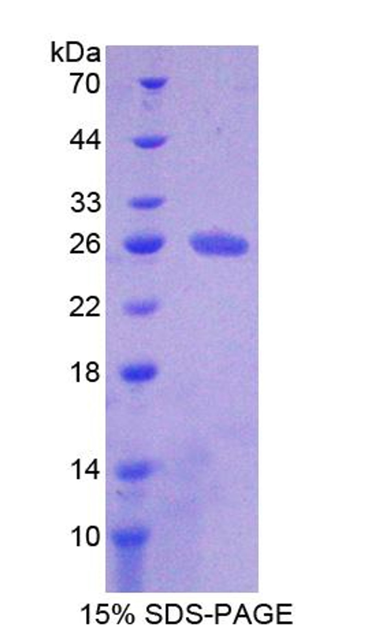 Mouse Recombinant Collagen Type VI Alpha 3 (COL6a3)