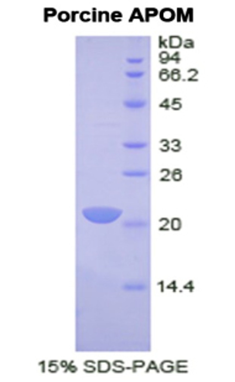 Pig Recombinant Apolipoprotein M (APOM)