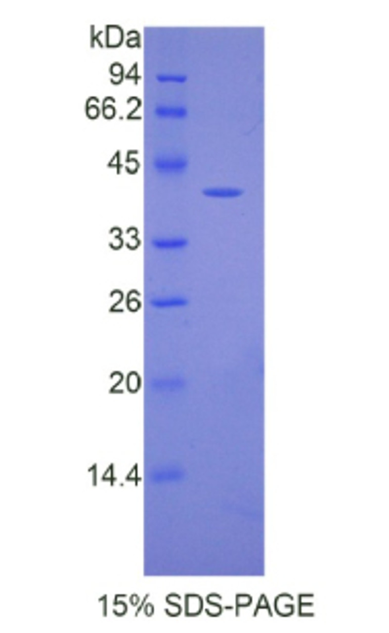 Mouse Recombinant Angiotensin III (AngIII)