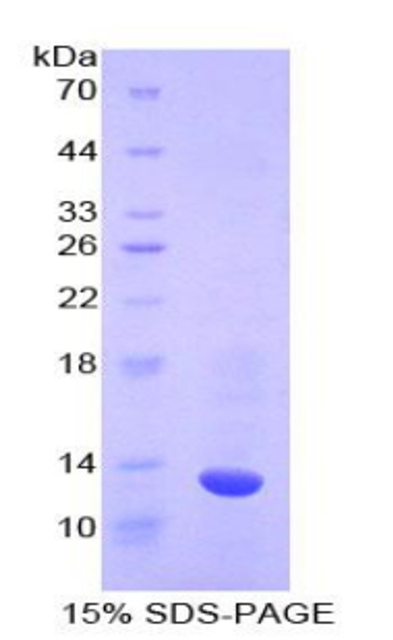 Cattle Recombinant Caspase 6 (CASP6)