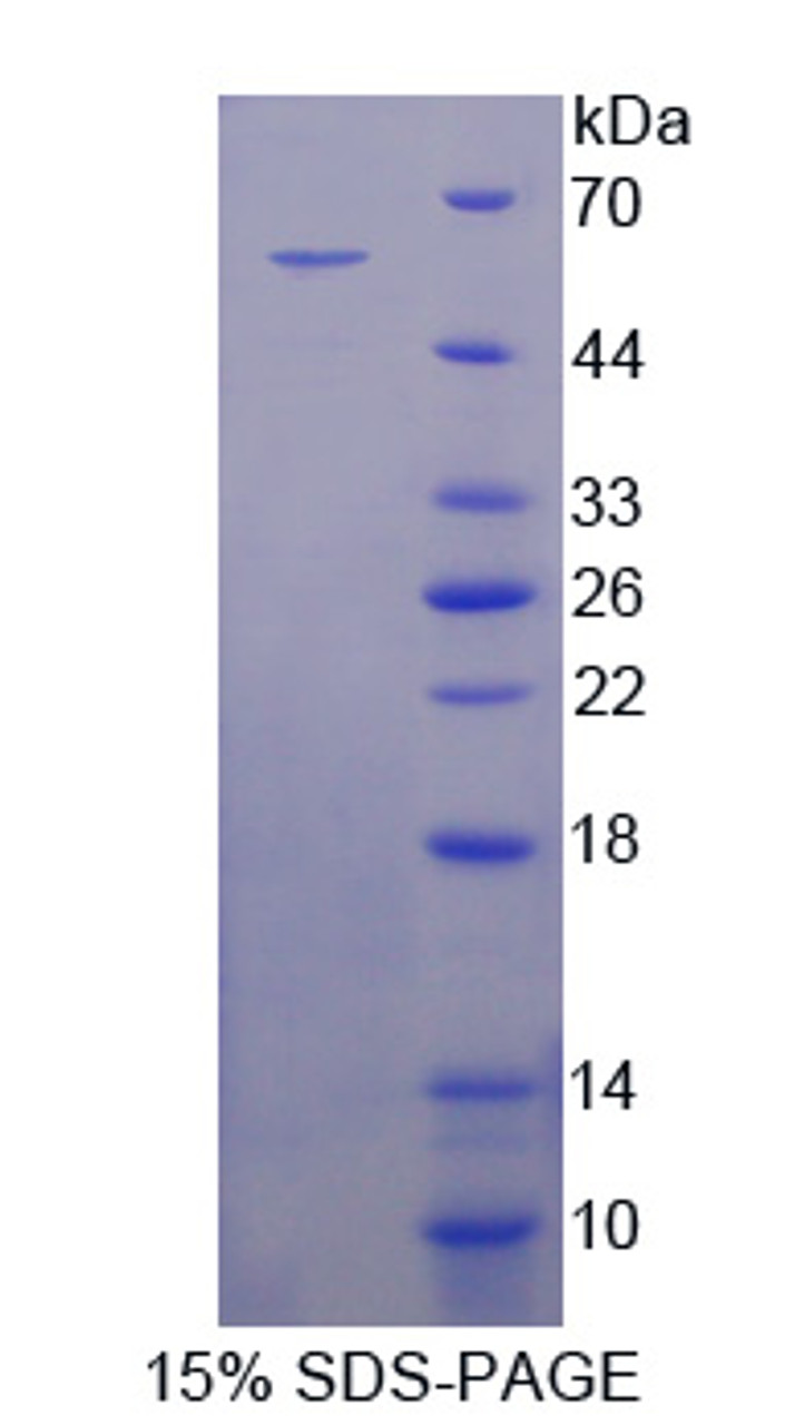 Mouse Recombinant Microfibrillar Associated Protein 2 (MFAP2)