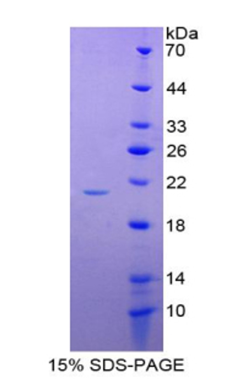 Human Recombinant Reelin (RL)