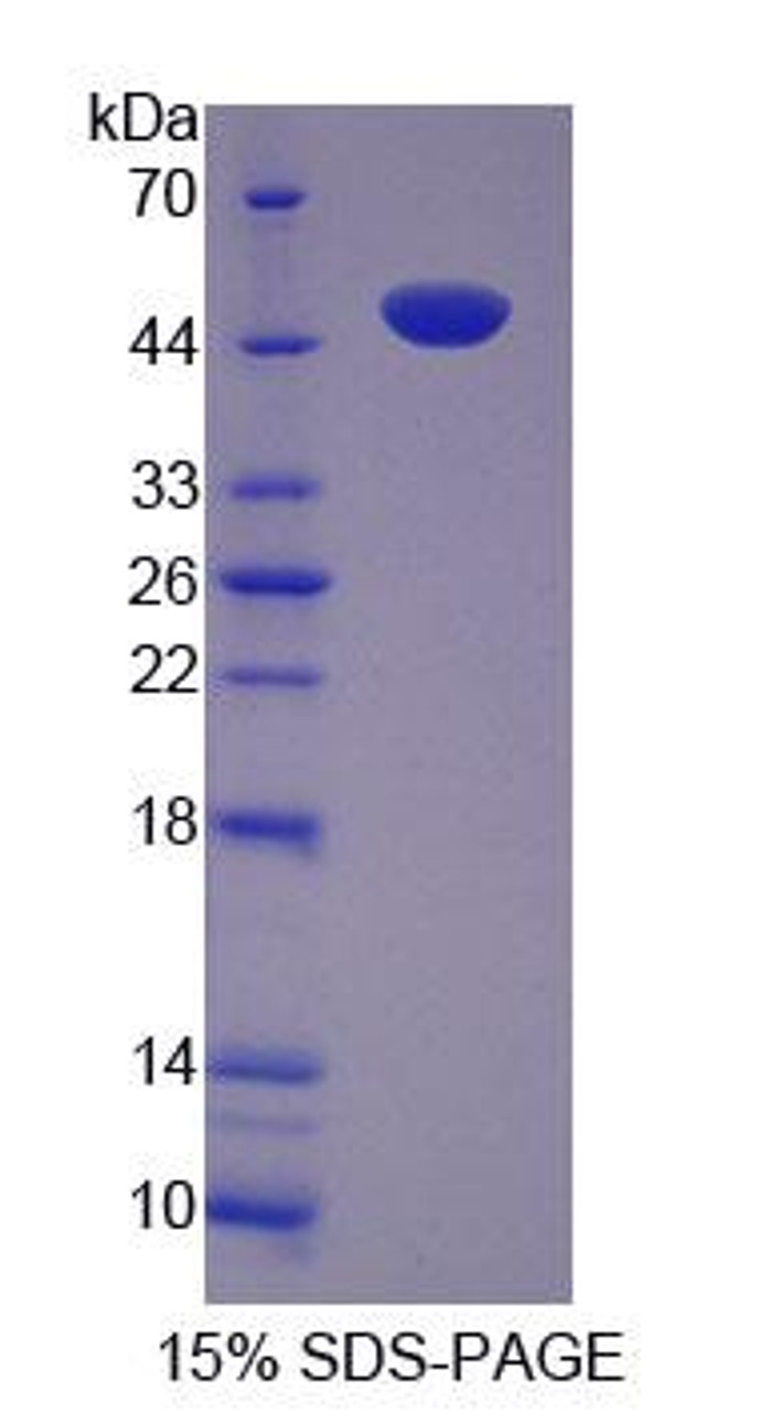 Mouse Recombinant Tuftelin (TUFT)