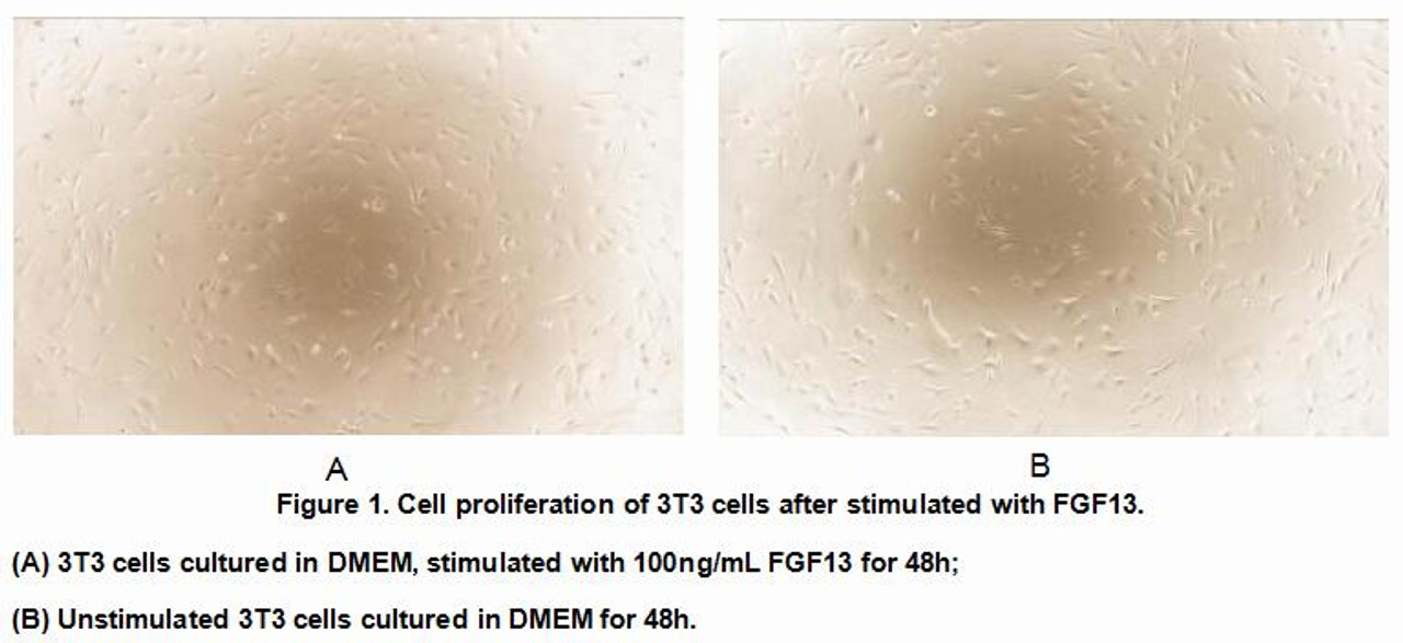 Rat Active Fibroblast Growth Factor 13 (FGF13)