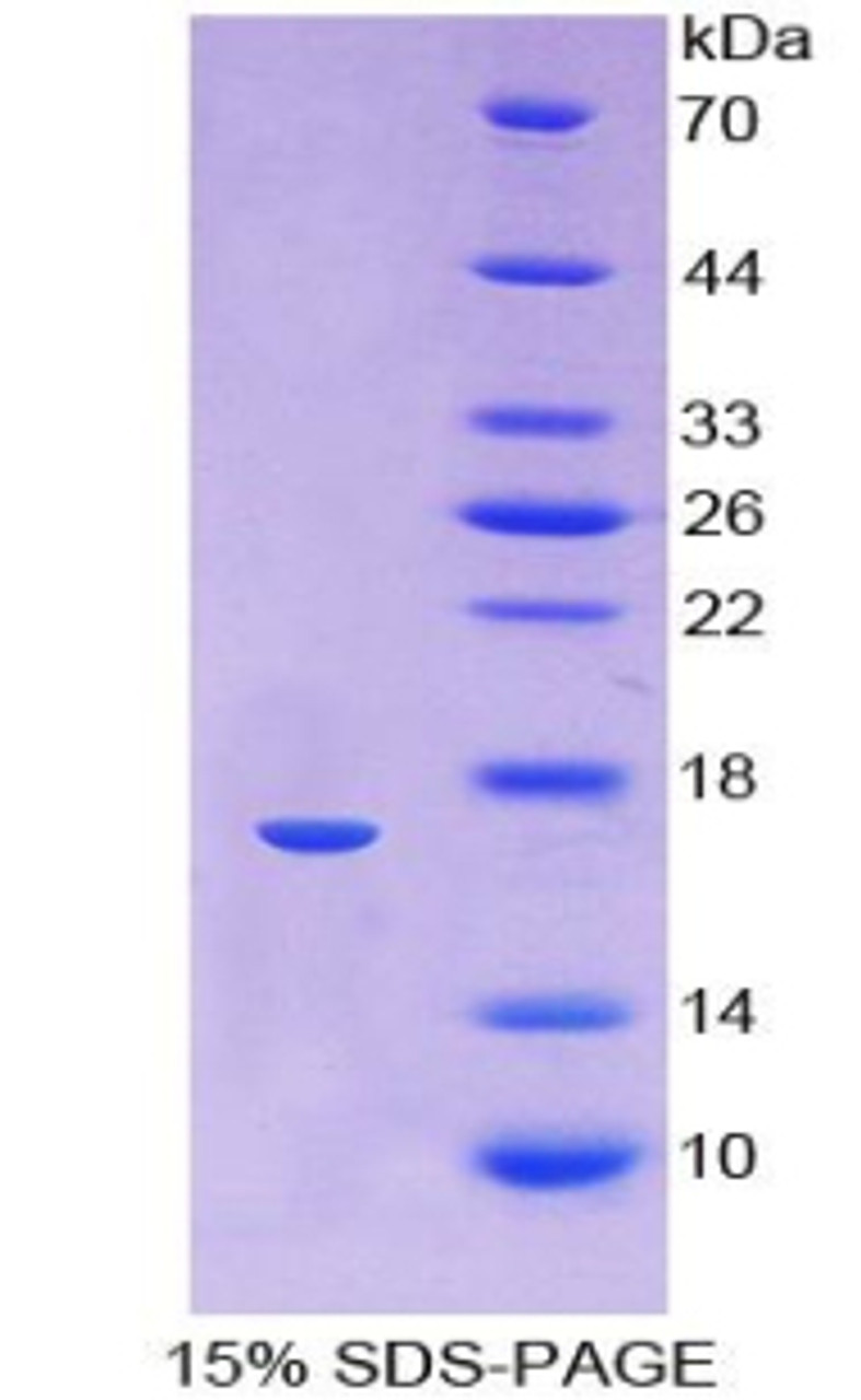 Human Recombinant Hemoglobin Alpha 1 (HBa1)