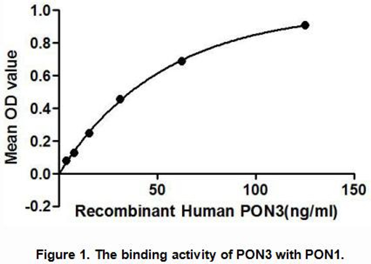 Human Active Paraoxonase 3 (PON3)