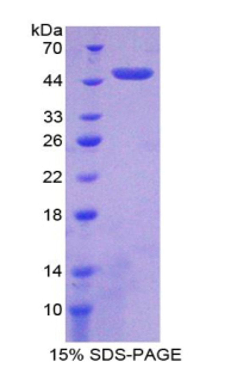 Mouse Recombinant Nucleobindin 2 (NUCB2)