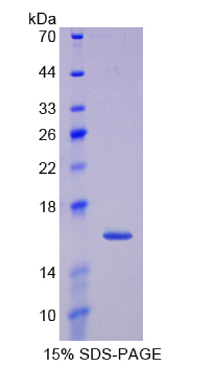 Cattle Recombinant Thioredoxin 2, Mitochondrial (TXN2)