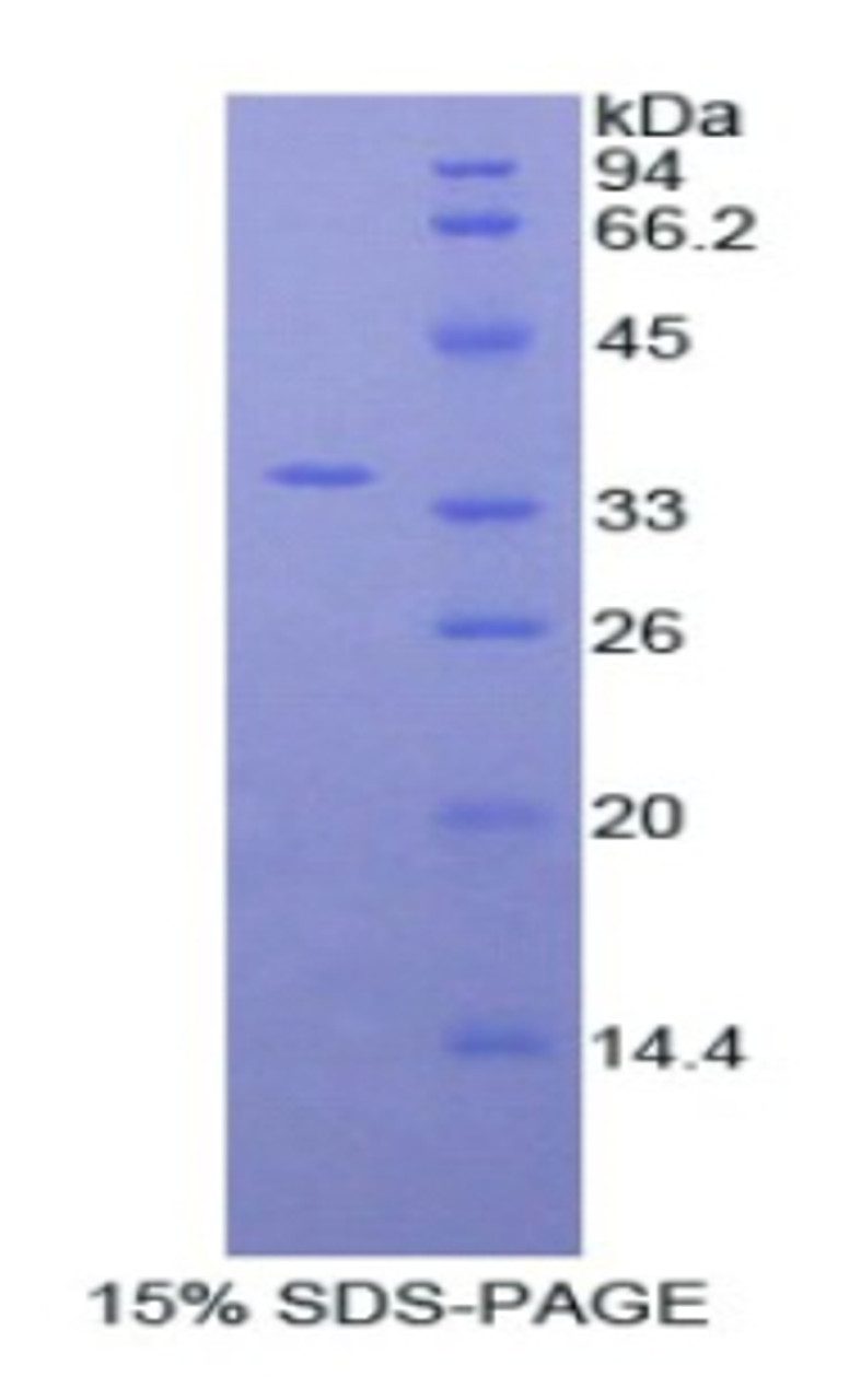 Human Recombinant Myosin IF (MYO1F)