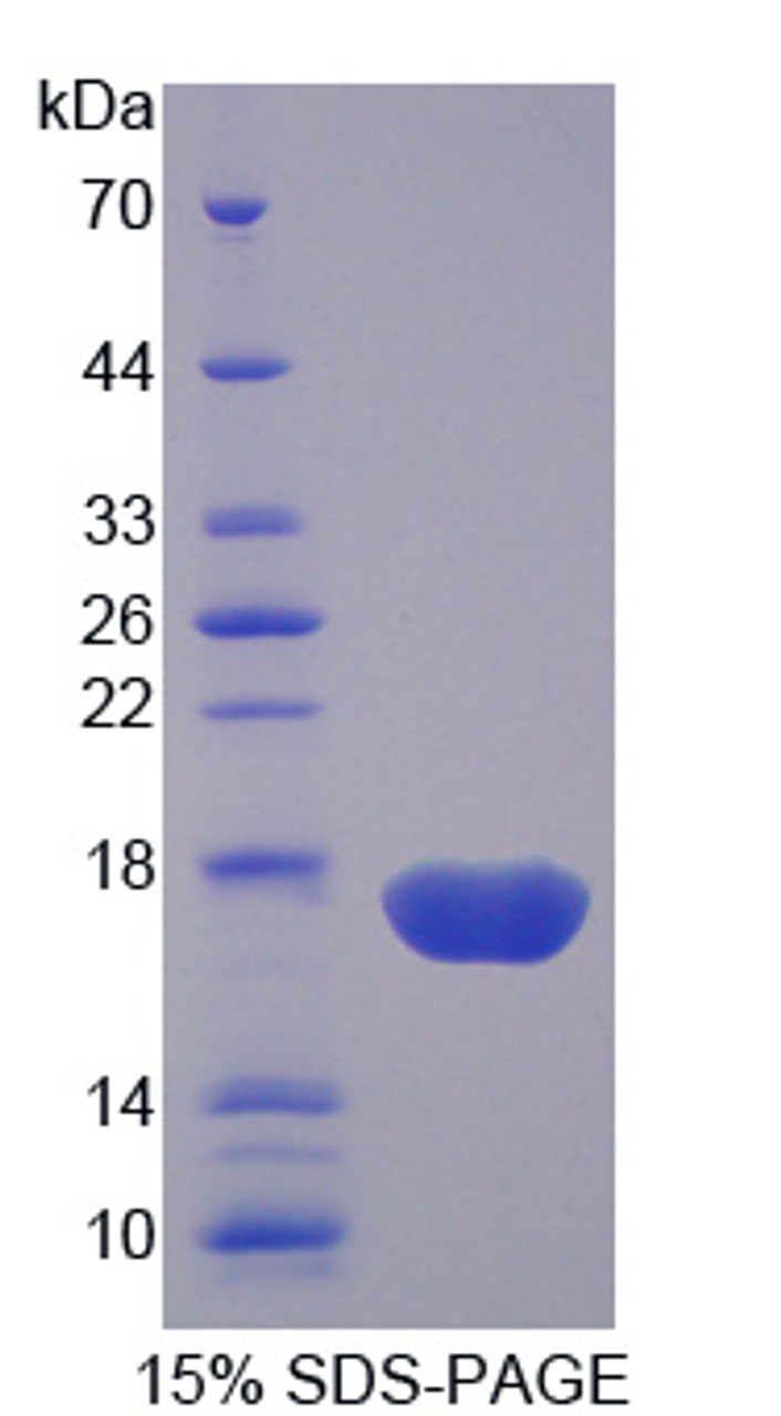 Human Recombinant Protein Disulfide Isomerase A4 (PDIA4)