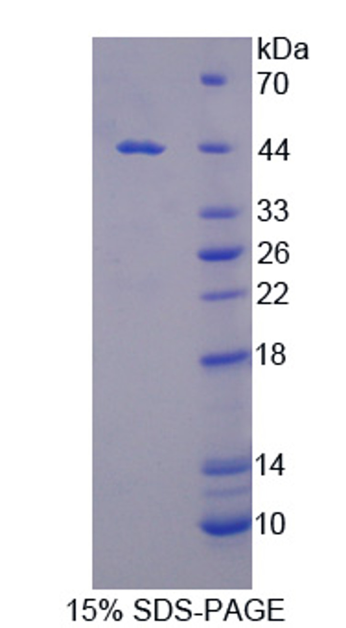 Cattle Recombinant Arginase II (Arg2)