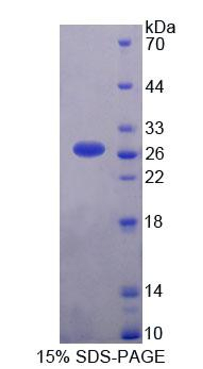 Human Recombinant Phospholipase C Like Protein 1 (PLCL1)