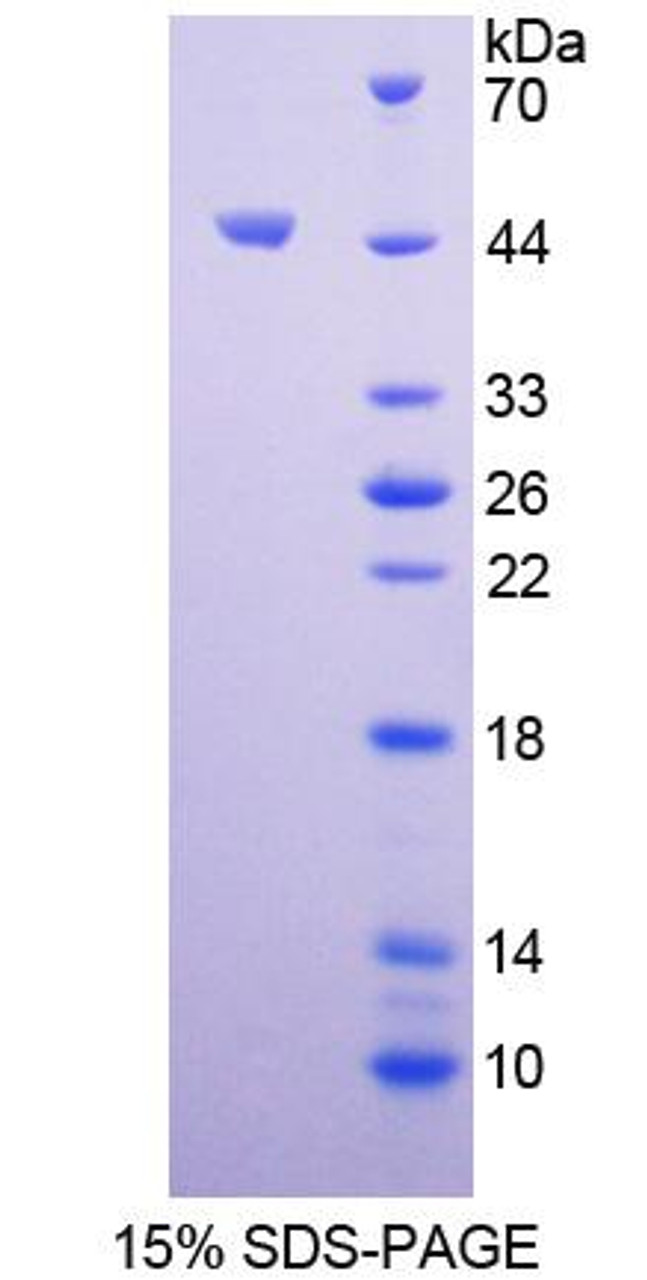 Mouse Recombinant Insulin Like Protein 5 (INSL5)