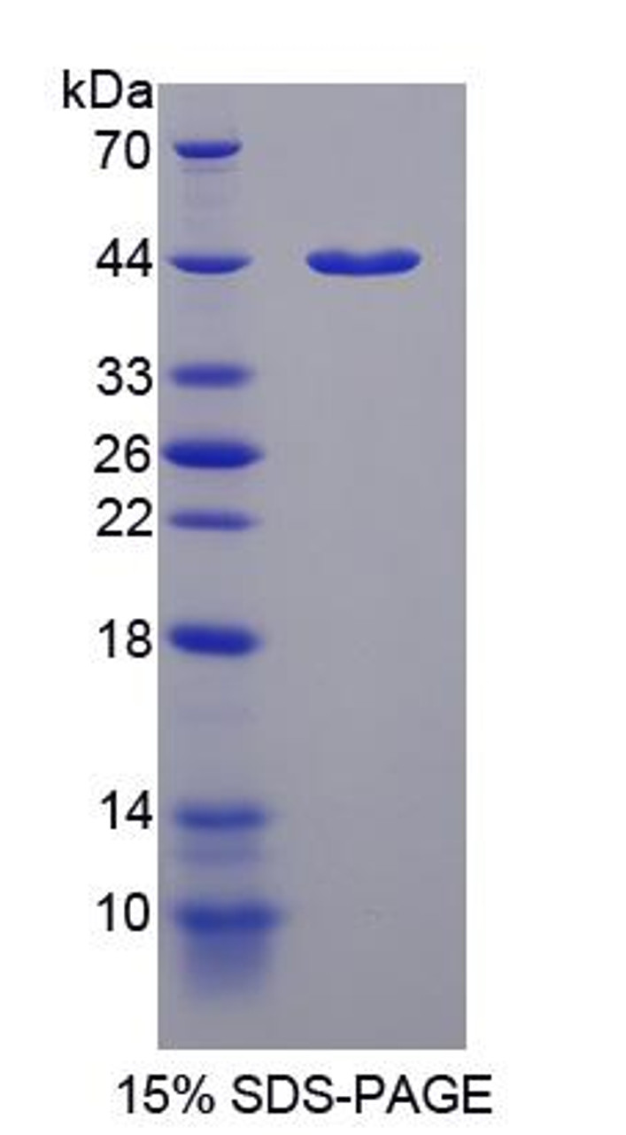 Rat Recombinant Prolyl-4-Hydroxylase Alpha Polypeptide I (P4Ha1)