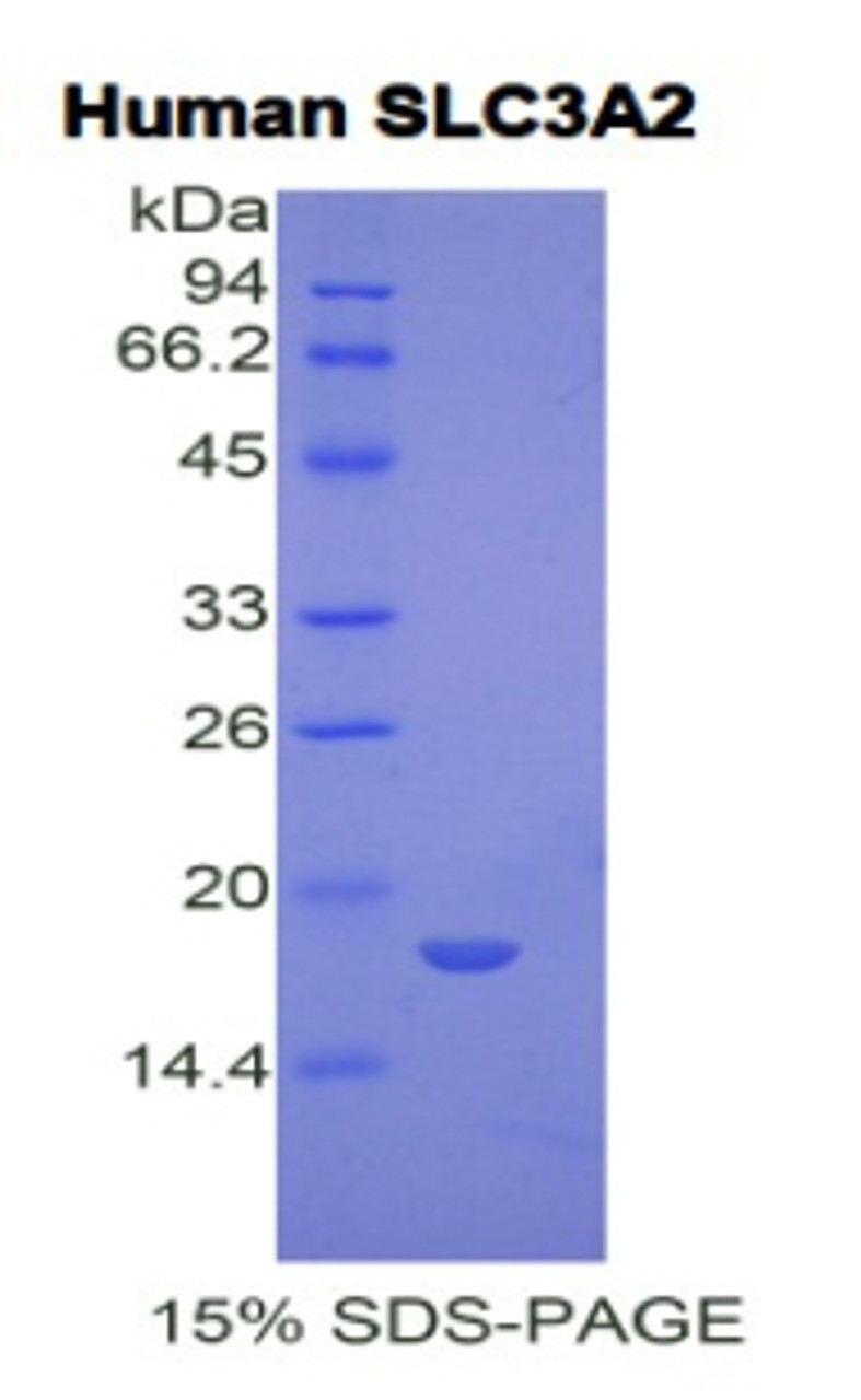 Human Recombinant Solute Carrier Family 3, Member 2 (SLC3A2)
