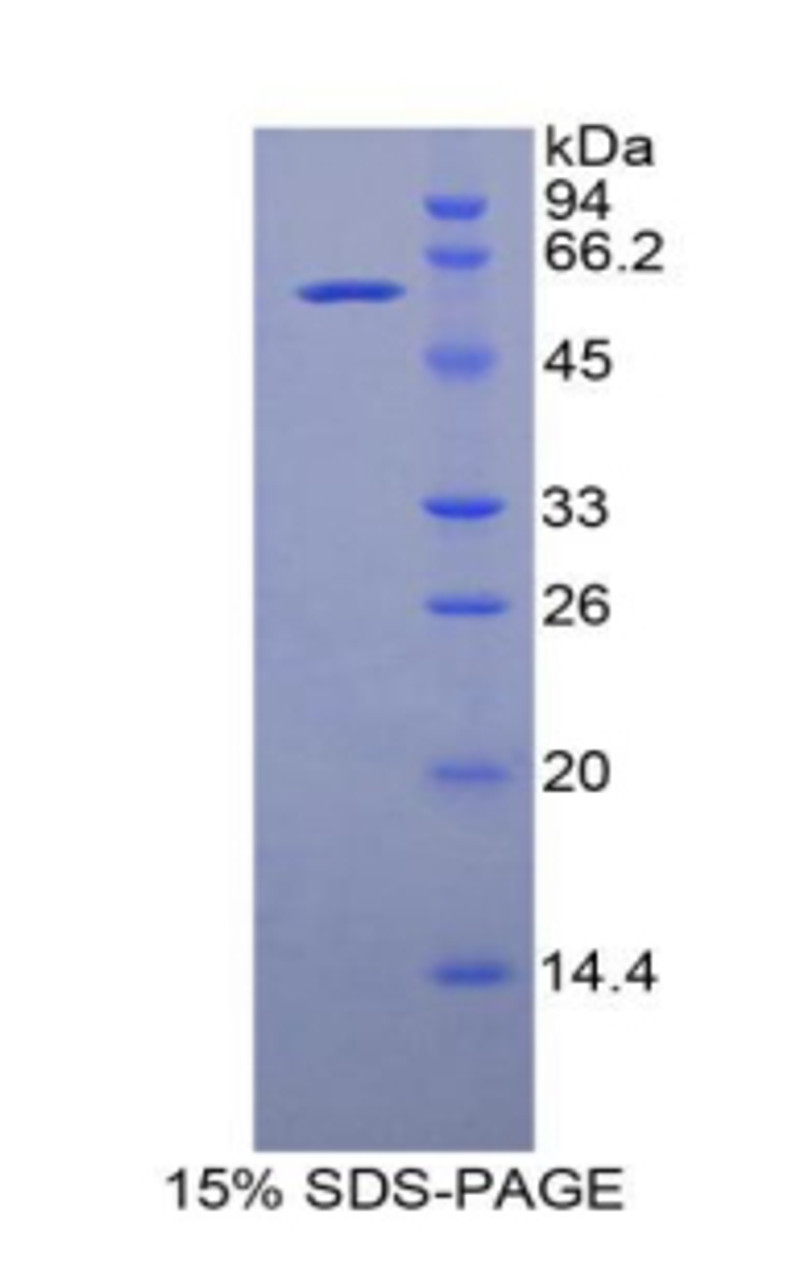 Rat Recombinant Solute Carrier Family 3, Member 2 (SLC3A2)