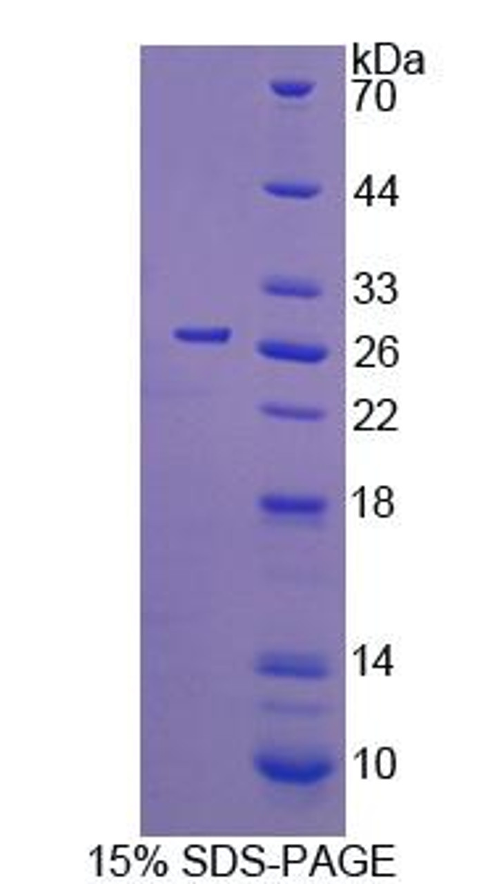 Human Recombinant Cell Division Cycle Protein 42 (CDC42)