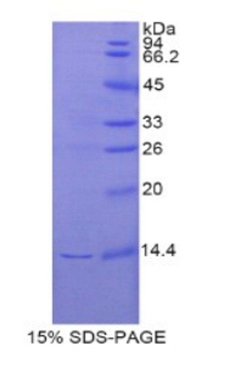 Rat Recombinant Regenerating Islet Derived Protein 3 Gamma (REG3g)
