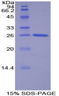 Human Recombinant Torsin 2A (TOR2A)