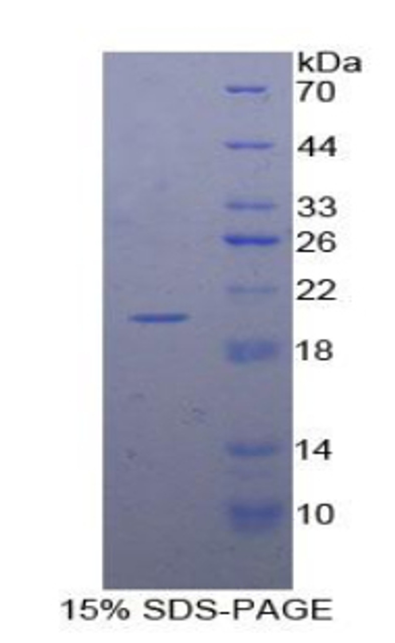 Dog Recombinant Annexin A4 (ANXA4)