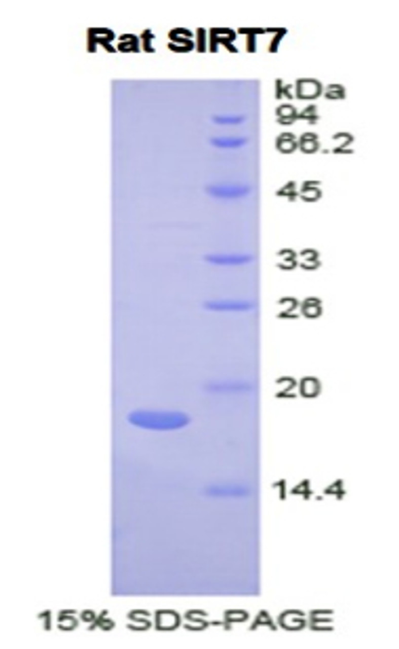 Rat Recombinant Sirtuin 7 (SIRT7)