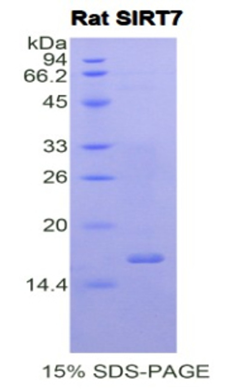 Rat Recombinant Sirtuin 7 (SIRT7)