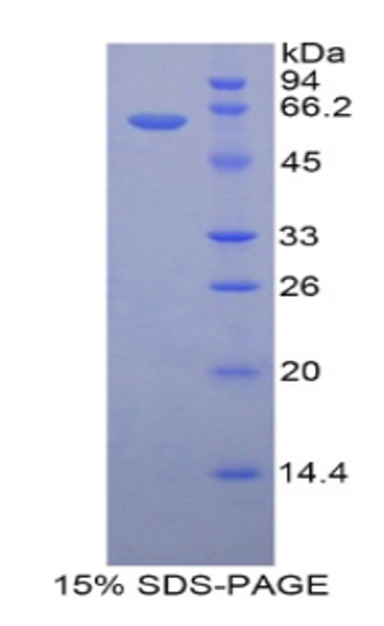 Mouse Recombinant 17-Beta-Hydroxysteroid Dehydrogenase Type 12 (HSD17b12)