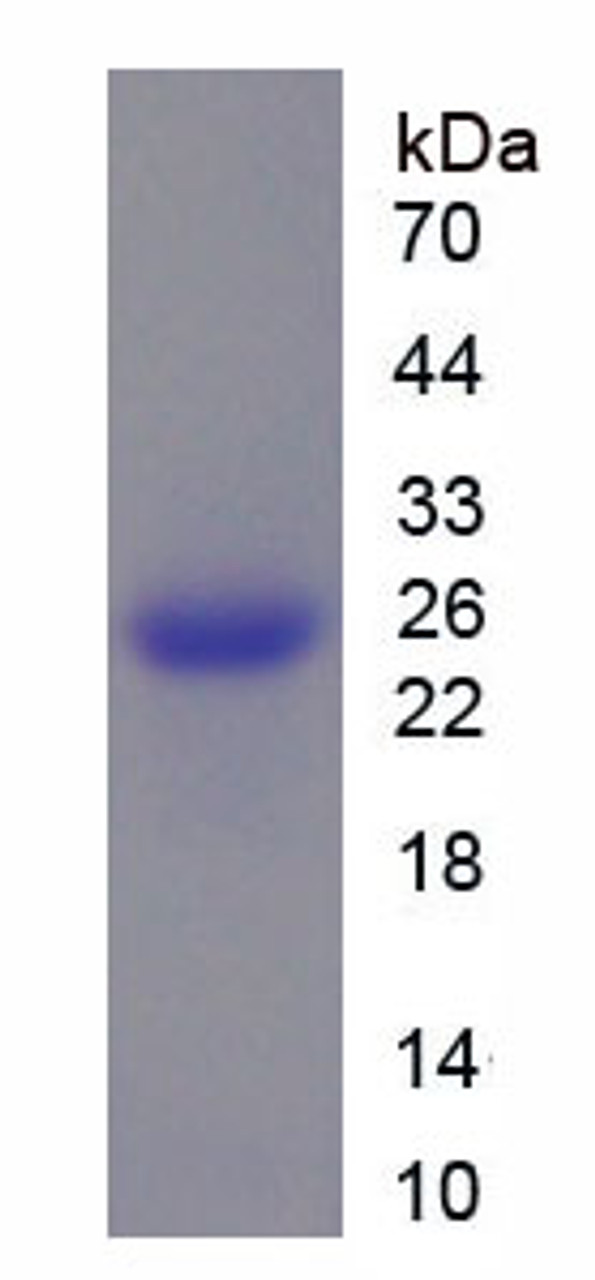 Mouse Recombinant Microfibrillar Associated Protein 5 (MFAP5)