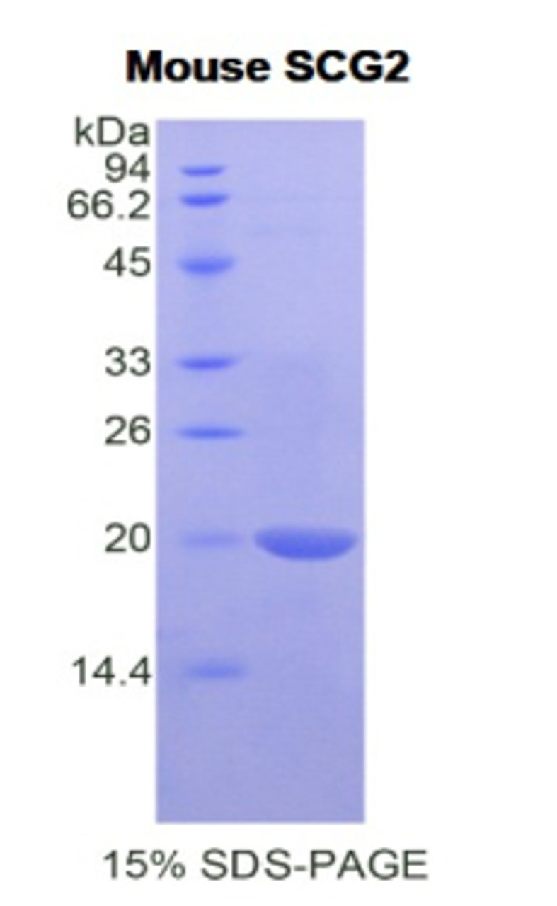 Mouse Recombinant Secretogranin II (SCG2)