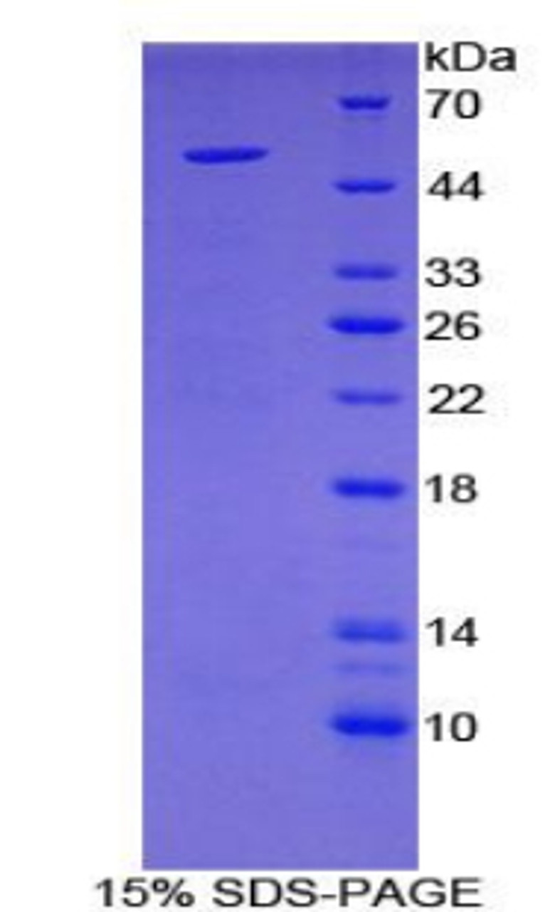 Mouse Recombinant Secretogranin II (SCG2)